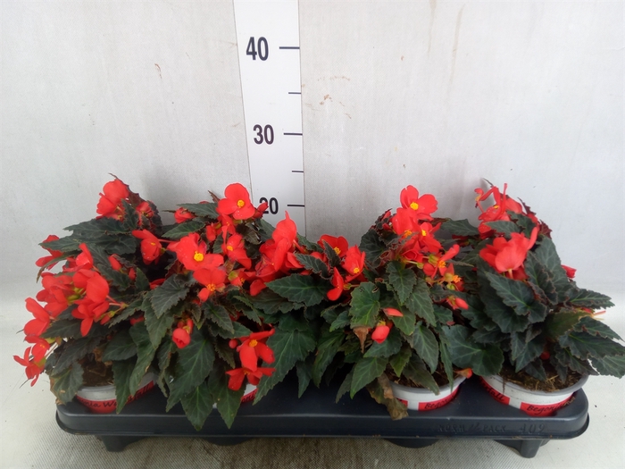 <h4>Begonia  'Florencio Red'</h4>