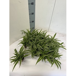 Chlorophytum comosum 7Ø 13cm