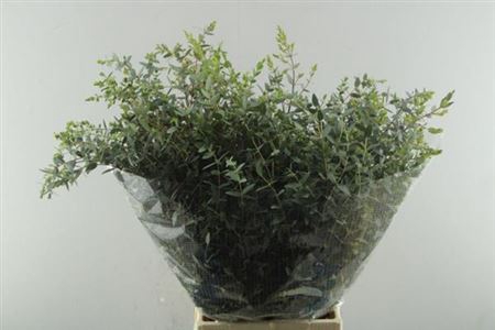 <h4>Euc Parvifolia P Bs</h4>