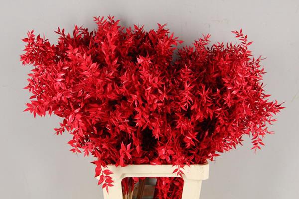 <h4>Pf Ruscus 70cm Bs Red</h4>
