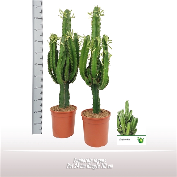 <h4>Euphorbia ingens</h4>