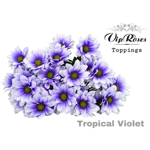 Chrys sp paint tropical violet