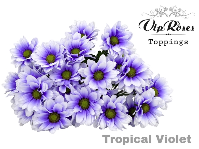 <h4>Chrys sp paint tropical violet</h4>