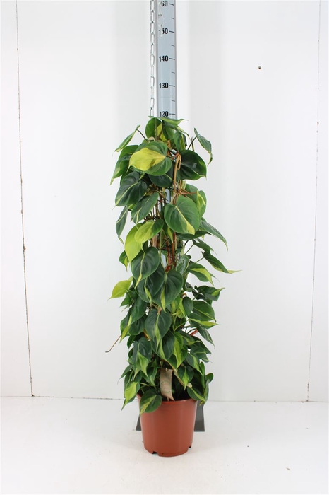 <h4>Philodendron Scandens Brasil P24</h4>