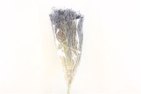 <h4>Dried Brooms L Grey Bunch</h4>