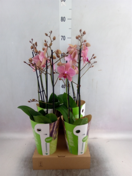 <h4>Phalaenopsis  'Ant Ravenna'</h4>