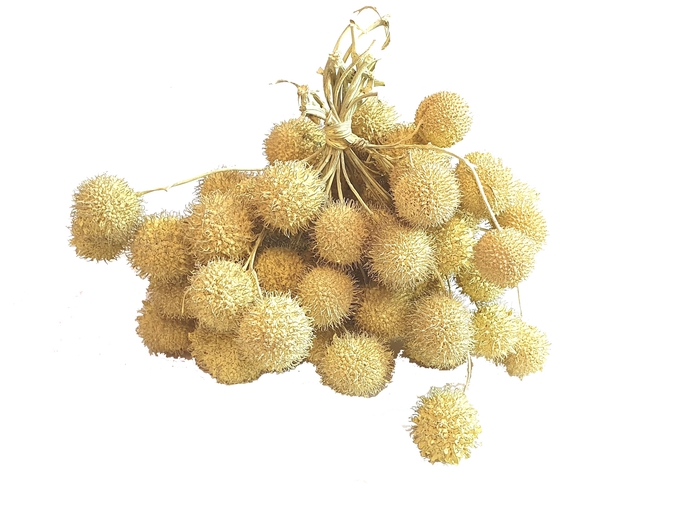 Small ball per bunch in poly Light Yellow