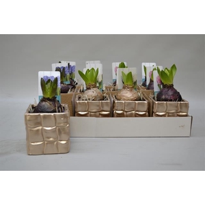 Arr Hyacinth