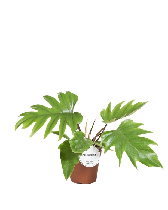 Philodendron Mayoi P15