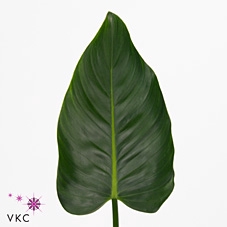 Leaf philodendron green beauty