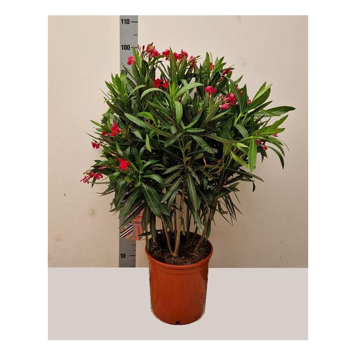 <h4>Nerium Oleander 27Ø 95cm</h4>