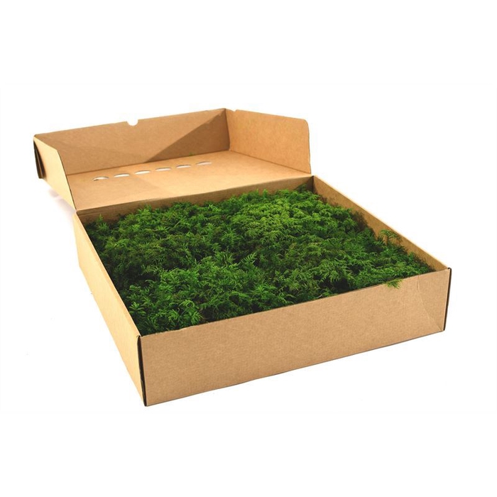 <h4>Fern moss Gepreserveerd ca. 0,25 m2</h4>