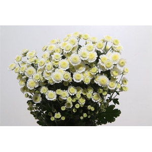 Chrysanthemum spray stallium blanca