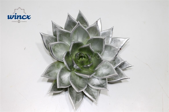 <h4>Echeveria Agavoides Paint Silver Cutflower Wincx-10cm</h4>