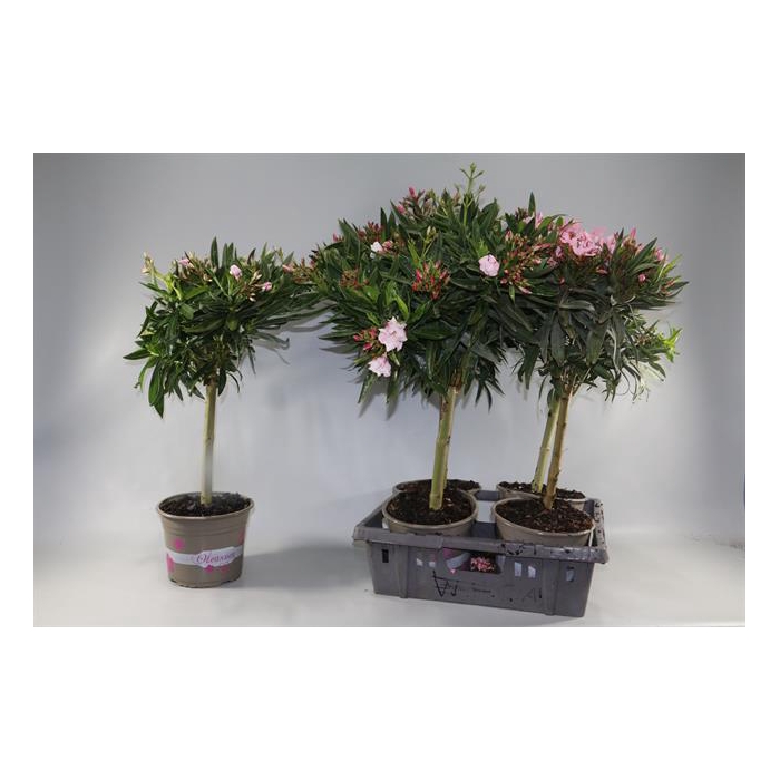 <h4>Nerium Oleander 21Ø 80cm</h4>