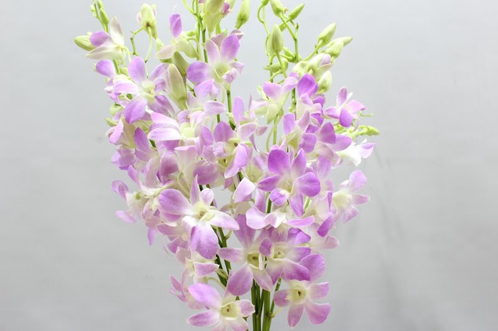 <h4>Dendrobium lucy pink</h4>