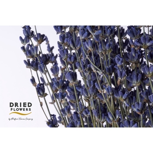 Dried Lavender Dark Blue 100gr x20