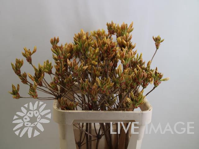 <h4>Rhododendron mix in bucket</h4>