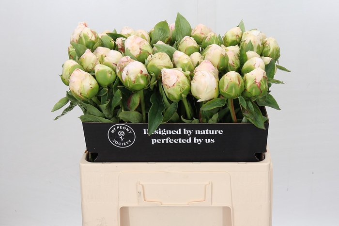 <h4>Paeonia mothers choice</h4>