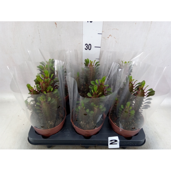 <h4>Euphorbia trigona 'Rubra'</h4>