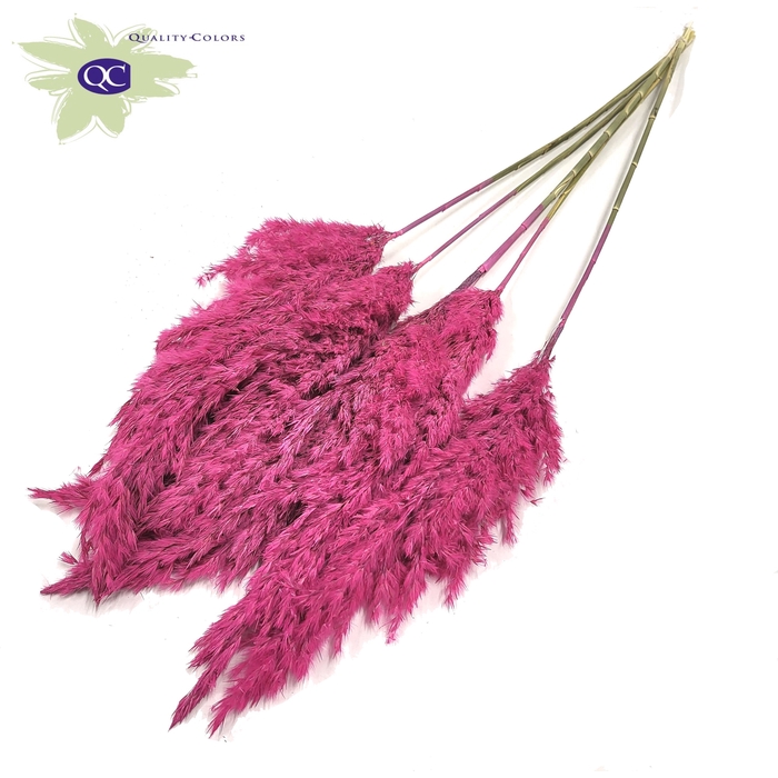 <h4>Pampas Grass 100cm 5stems per bunch Frosted Cerise</h4>