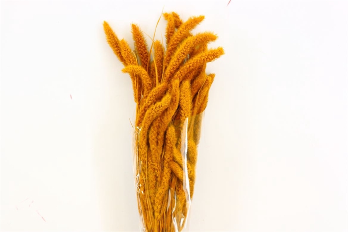 <h4>Dried Setaria Yellow Ocker Bunch</h4>