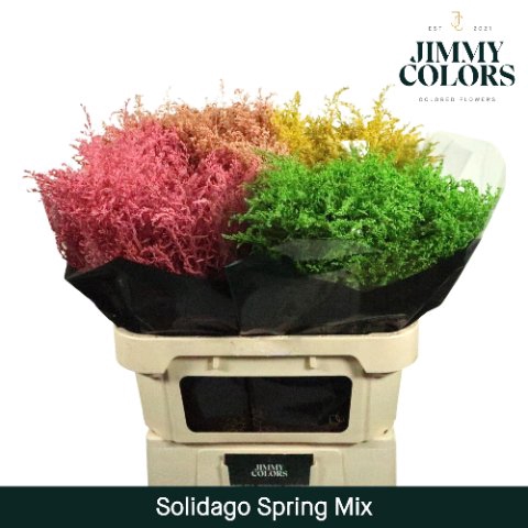 <h4>Solidago paint mix spring</h4>