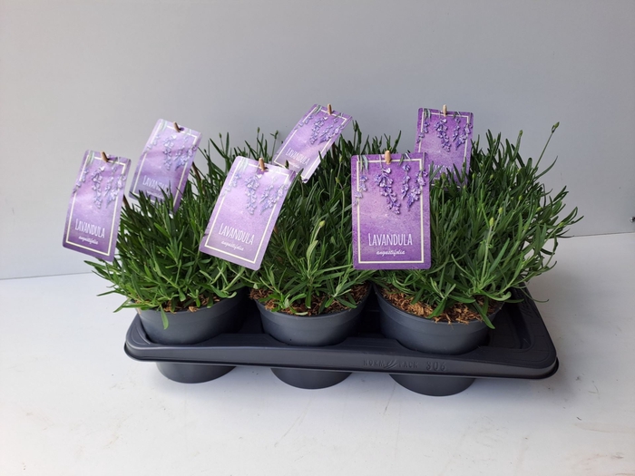 <h4>Lavandula angustifolia Essence Purp</h4>