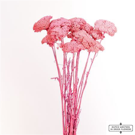 <h4>Dried Achillea X5 Frosted Cerise Bunch</h4>