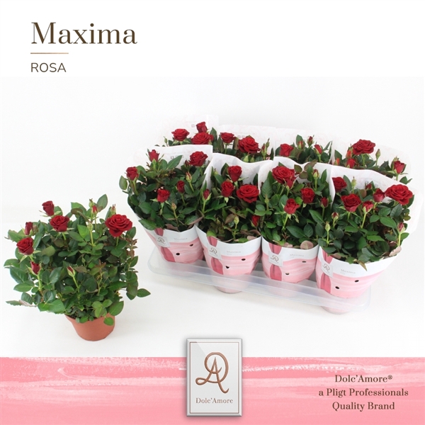 <h4>Potroos Rood P14 Dolc'Amore® Maxima</h4>