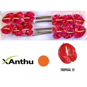ANTH A TROPICAL X12