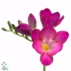 Dianthus sp solomio rose