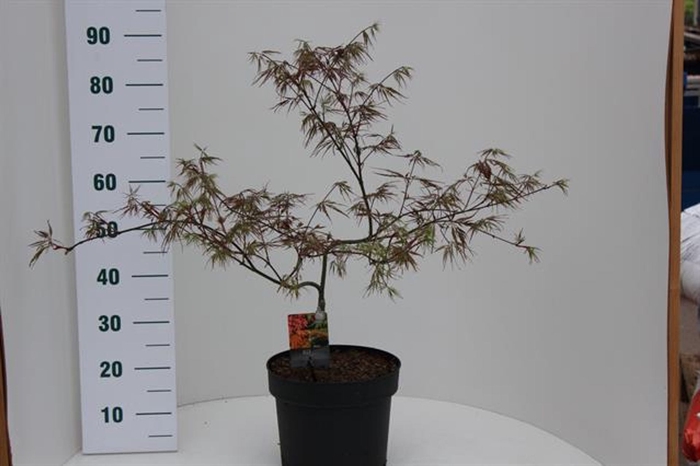 <h4>Acer palmatum Garnet</h4>