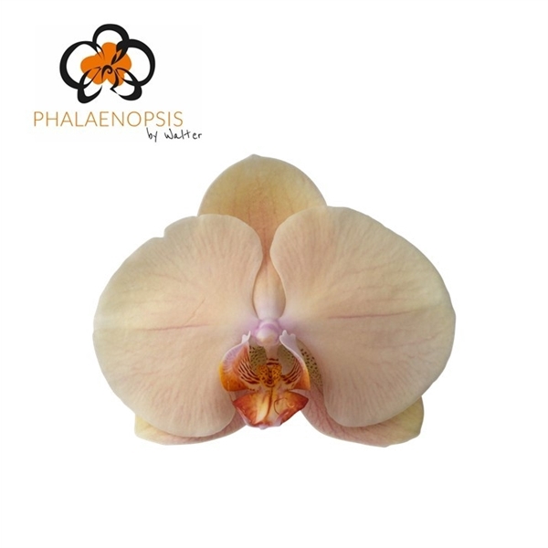 <h4>Phalaenopsis royal peach (per flower)</h4>