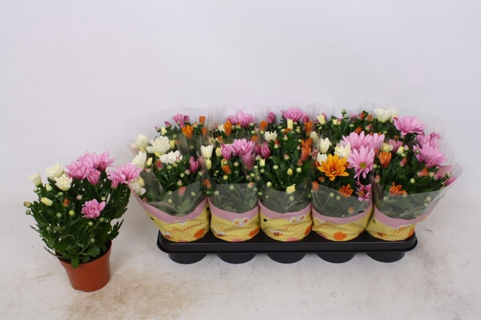 <h4>Chrysanthemum (Ind. Chrysanthemum I</h4>