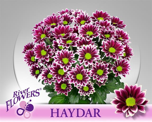 <h4>Chrys sp haydar</h4>