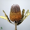 Banksia Spinulosa