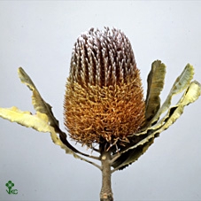 <h4>Banksia spinulosa</h4>