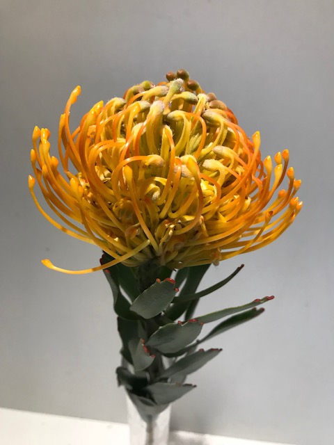 Leucospermum Soleil