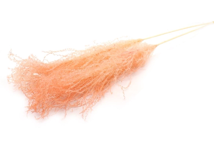 <h4>Dried Stipha Feather Peach Large Bunch</h4>