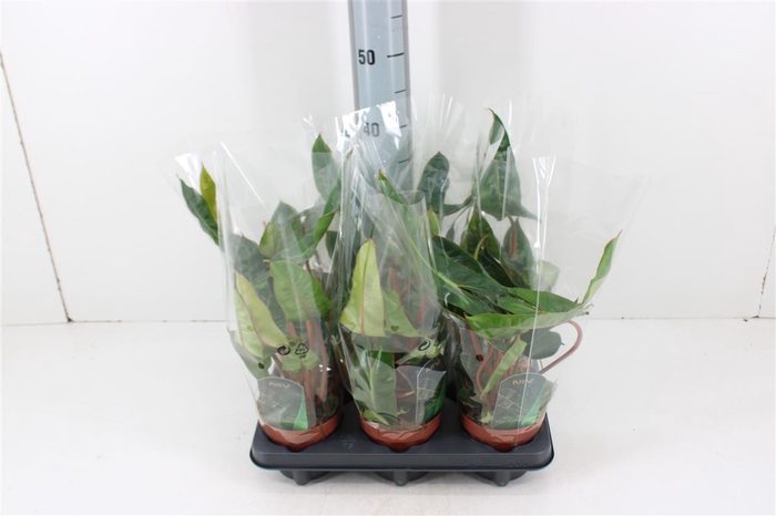 <h4>Philodendron Billietaie P12</h4>