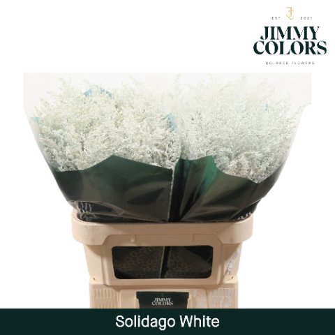 <h4>Solidago paint white</h4>