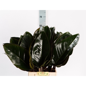 PHILODENDRON  'RED BEAUTY'