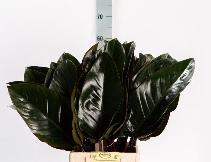 <h4>PHILODENDRON  'RED BEAUTY'</h4>