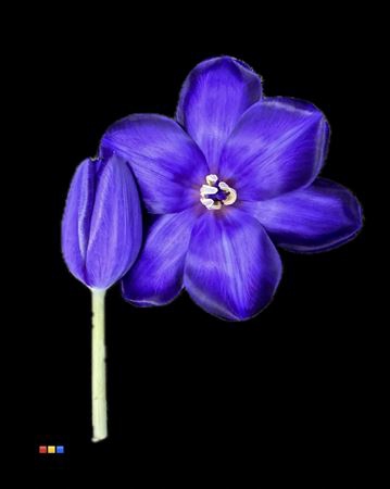 Tulp Violet