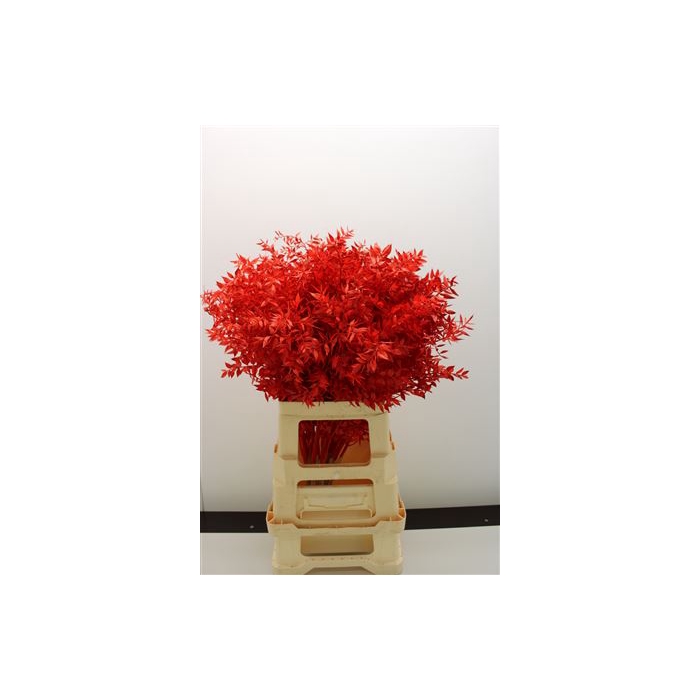 <h4>DRIED FLOWERS - RUSCUS RED</h4>