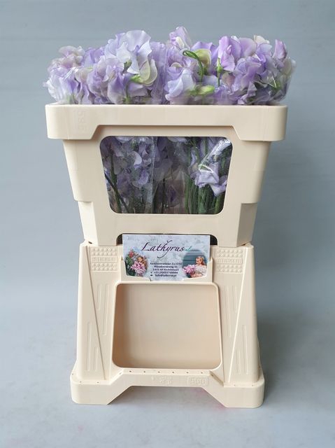 <h4>Lathyrus lavendel wedding</h4>