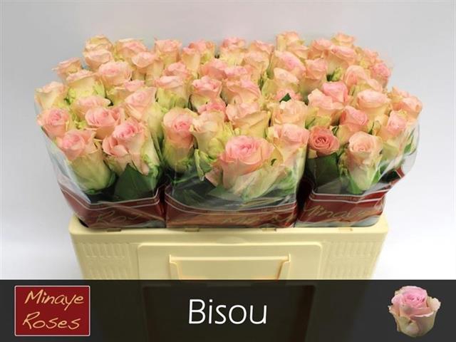 <h4>Rosa la bisou</h4>