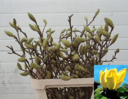 <h4>Magnolia yellow</h4>