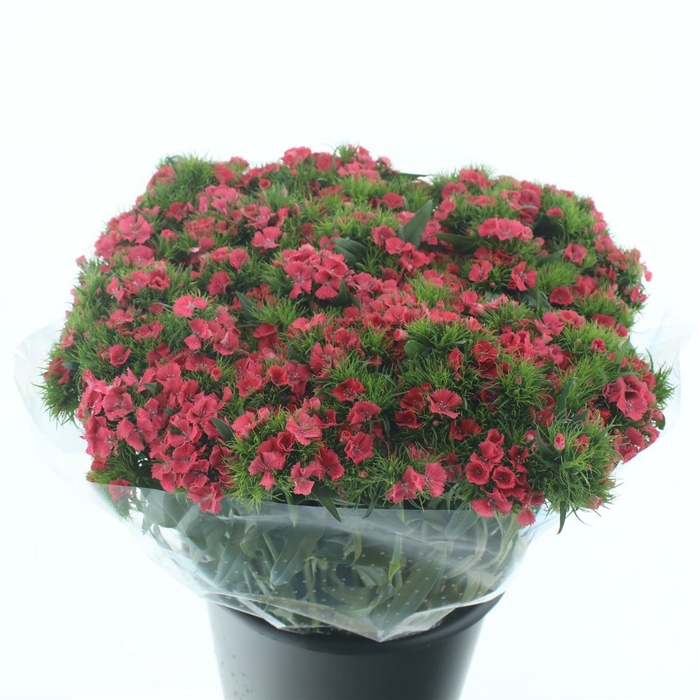 <h4>Dianthus br sweet will coral</h4>